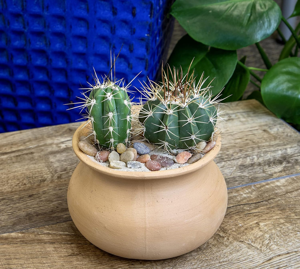 Assorted Cactus Plants Live Succulents 4PK a7