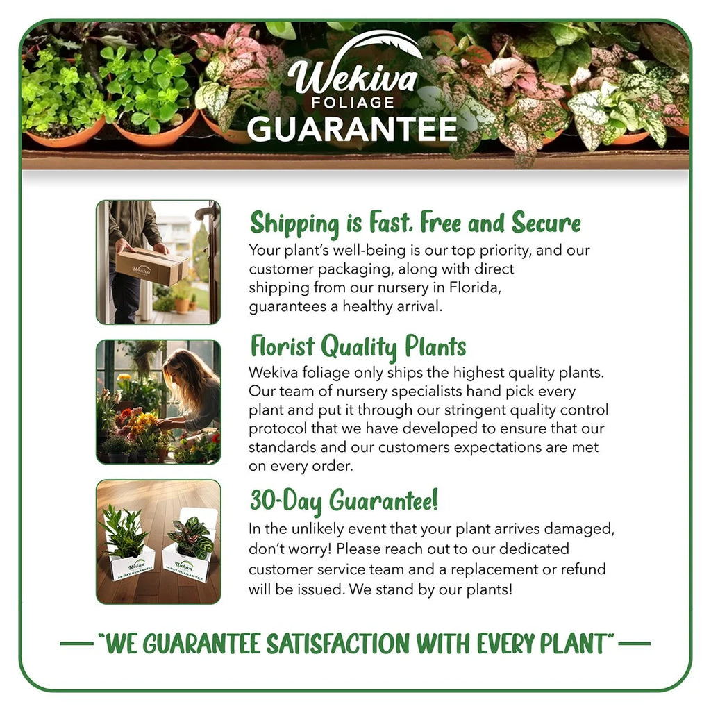 Cherry Parfait Rose Bush Live Starter Plant 2 Inch Pot a7