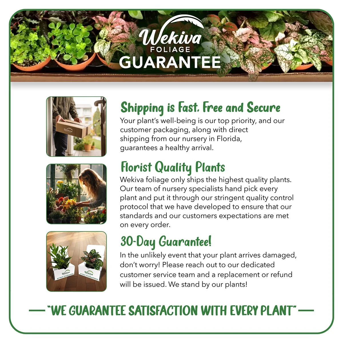 Cherry Parfait Rose Bush Live Starter Plant 2 Inch Pot a7