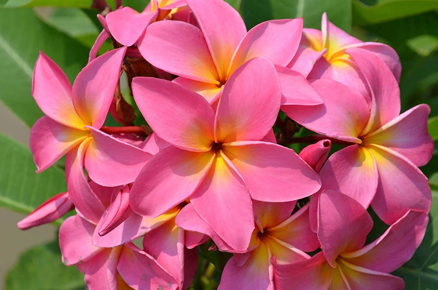 Pink Hawaiian Plumeria Frangipani Plant Cutting 9-12 Inch Perennial a7