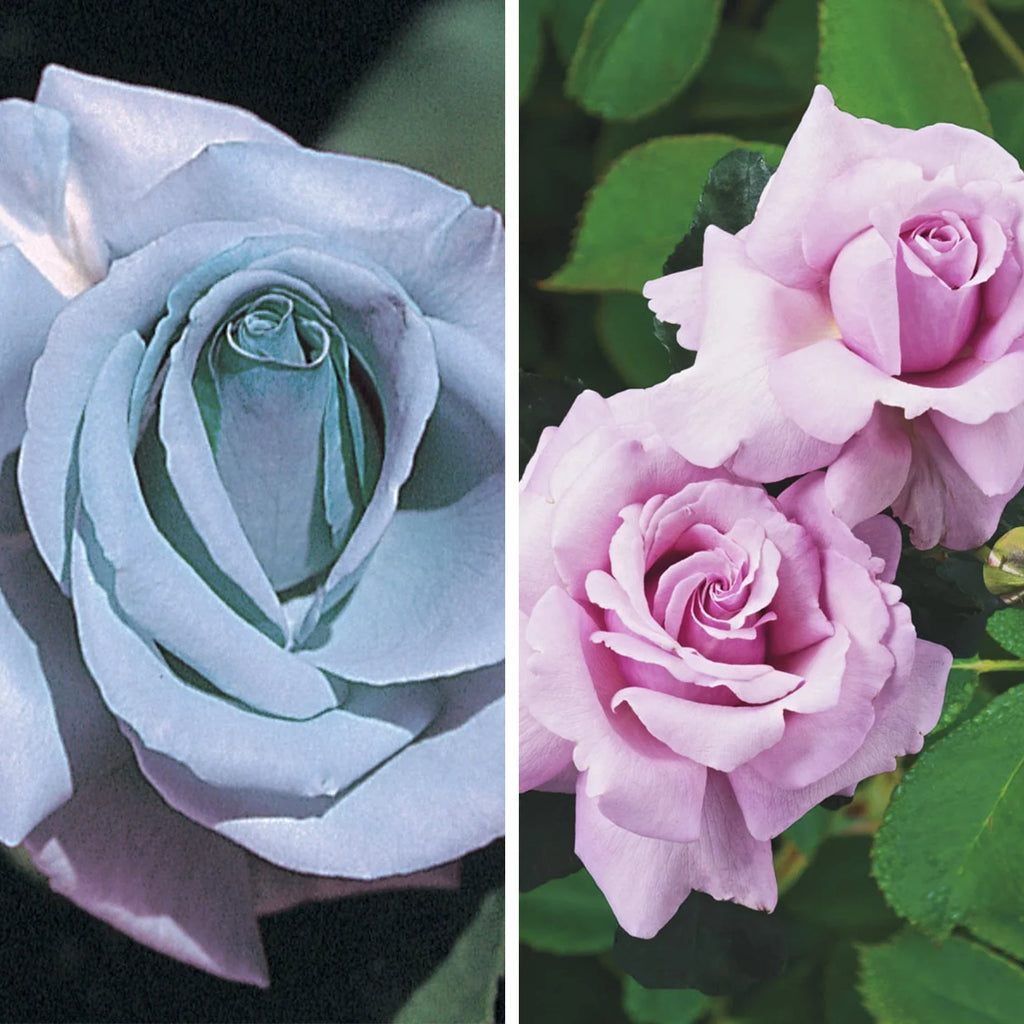 Blue Girl Dormant Bare Root Hybrid Tea Rose, Includes one dormant plant per order - Radiant Selections