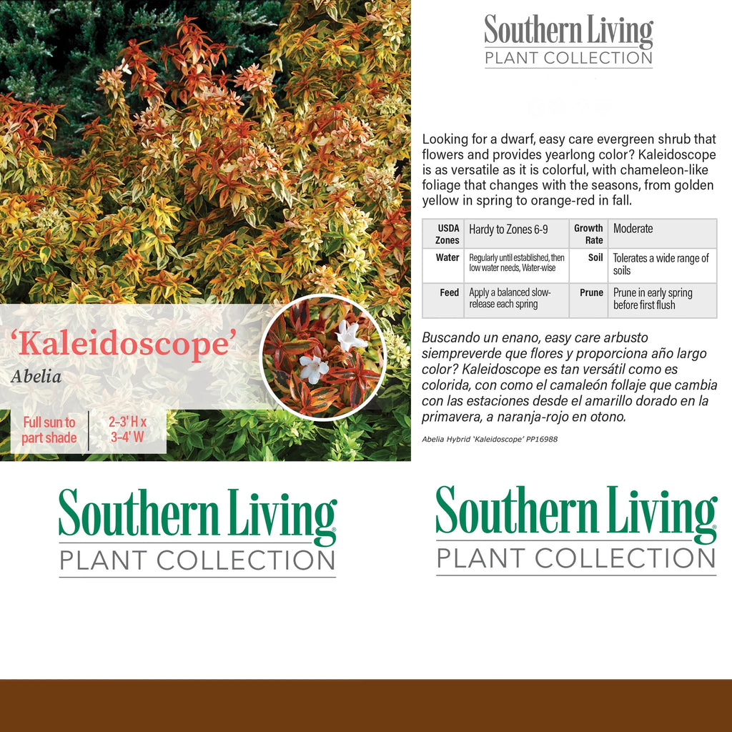 Abelia Kaleidoscope Live Shrub 2 Gallon a7