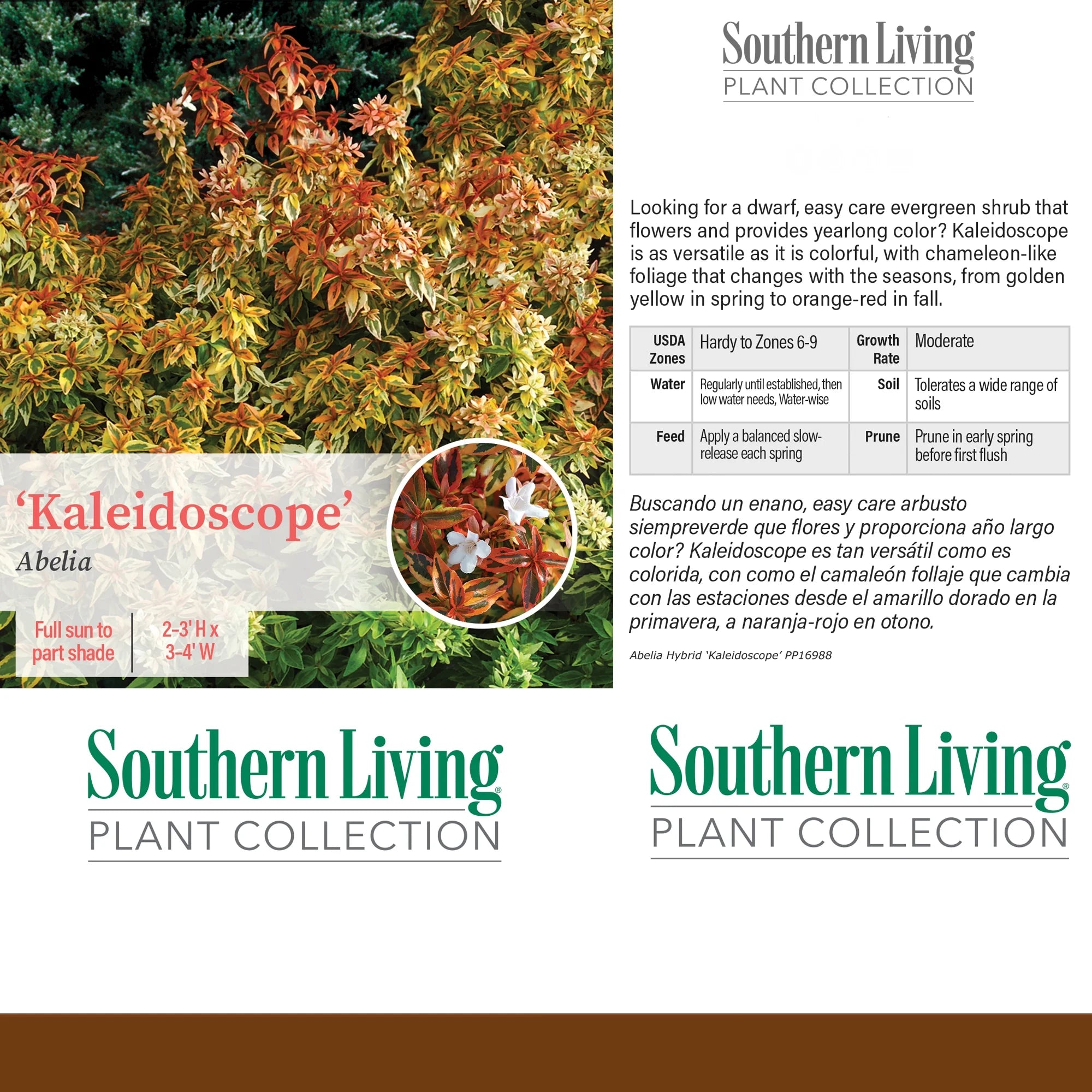 Abelia Kaleidoscope Live Shrub 2 Gallon a7