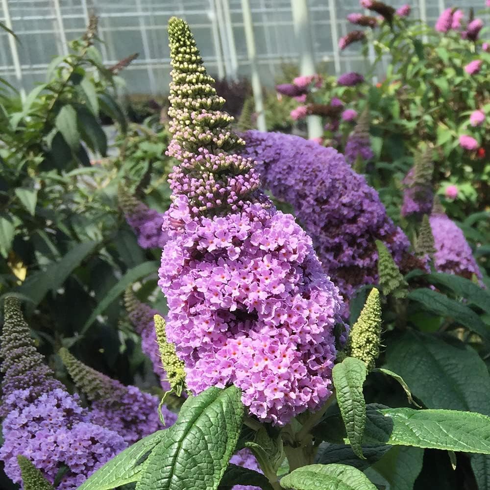 Purple Butterfly Bush Deciduous Shrub 3 Gallon Pot k7