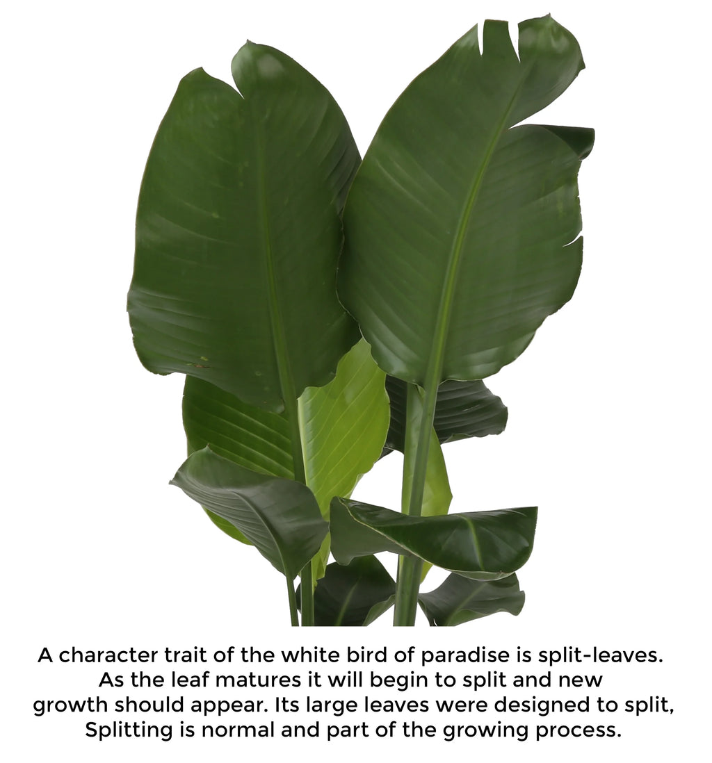White Bird of Paradise Indoor Plant 9.25in Pot a7