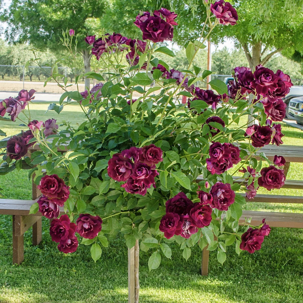 Dormant Bare Root Tree Rose, 1 Plant Per Order a7