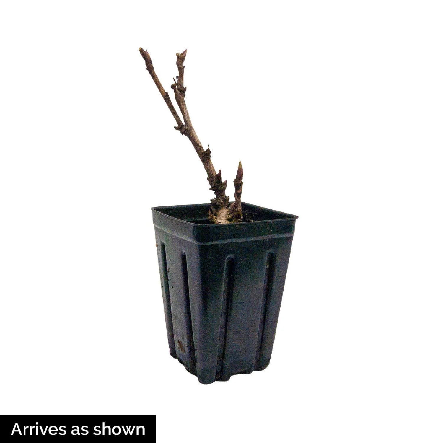 Peony Dormant Bare Root Starter Plant 1-Pack k7