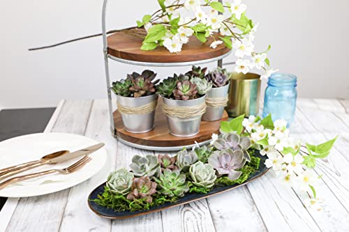 Succulent Plants Live 12 Pack Potted Indoor Houseplants a7