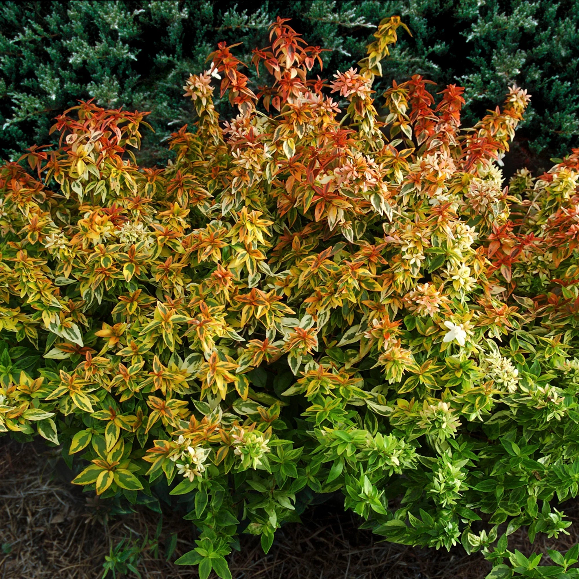 Abelia Kaleidoscope Live Shrub 2 Gallon a7
