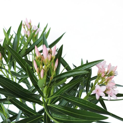 Oleander Bush Semi Dwarf Pink Flowering Shrub 10-Inch Pot k7