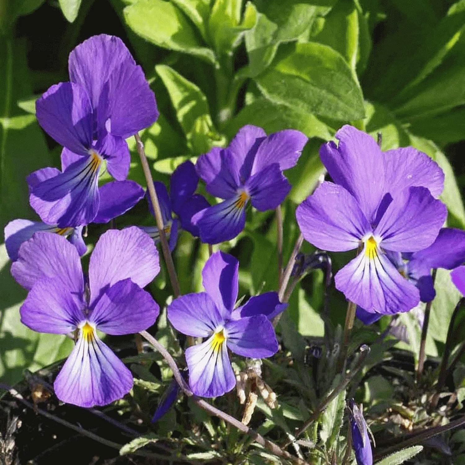 Viola Pedatifida Prairie Violet Seeds 100ct a7