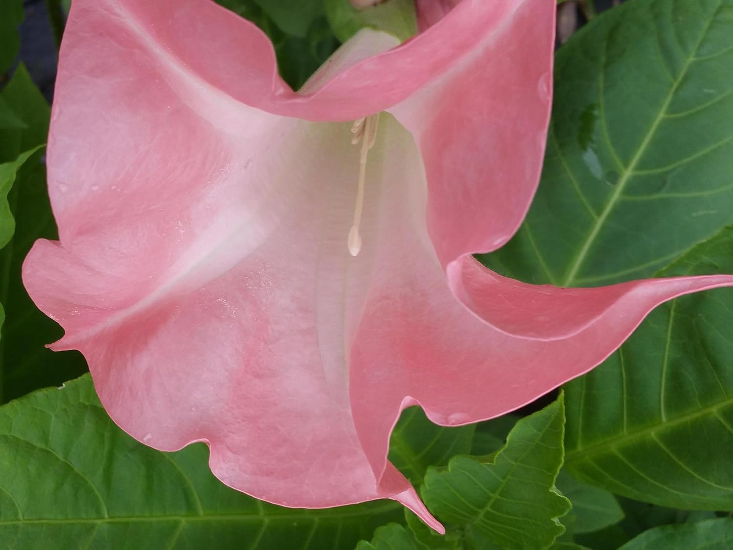 Butterfly Pink Brugmansia Angels Trumpet Live Tropical Plant Coral Pink Fragrant Flower Starter Size 4 Inch Pot Emeralds TM k7