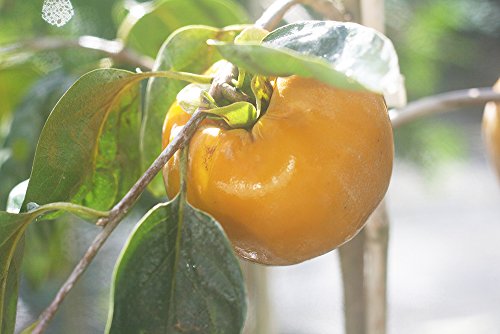 Persimmon Tree Live Plant 3-4 ft a7