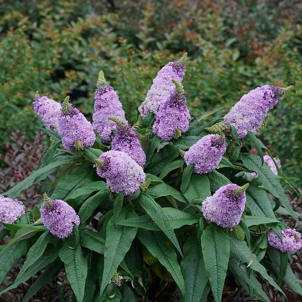 Purple Butterfly Bush Deciduous Shrub 3 Gallon Pot k7
